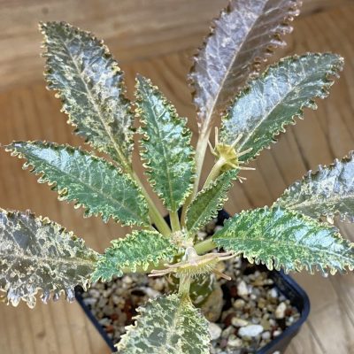 SH36745 Dorstenia hybrid f. variegata