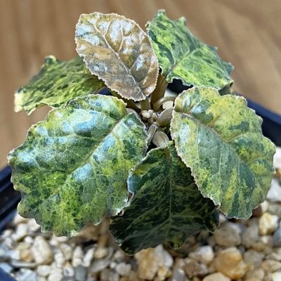 SH36746 Dorstenia foetida f. variegata