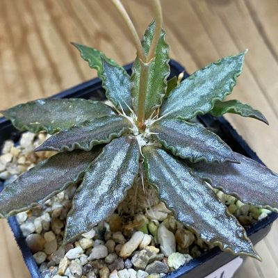 SH36751 Euphorbia tulearensis