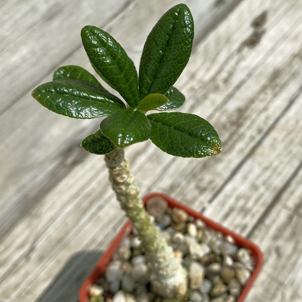 SH36699 Dorstenia gigas