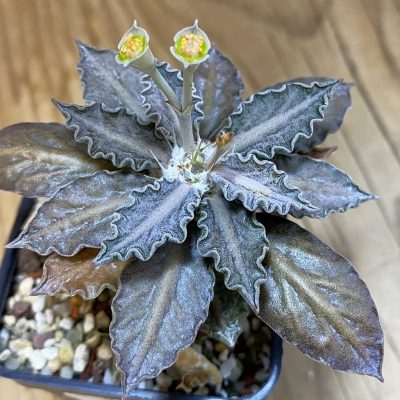 SH36752 Euphorbia tulearensis hybrid