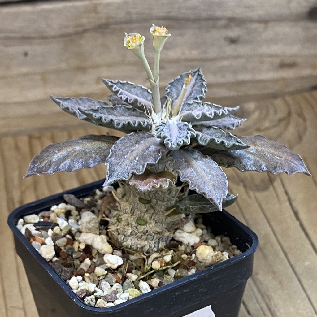SH36752 Euphorbia tulearensis hybrid – Bild 2