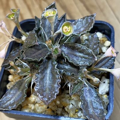 SH36753 Euphorbia tulearensis