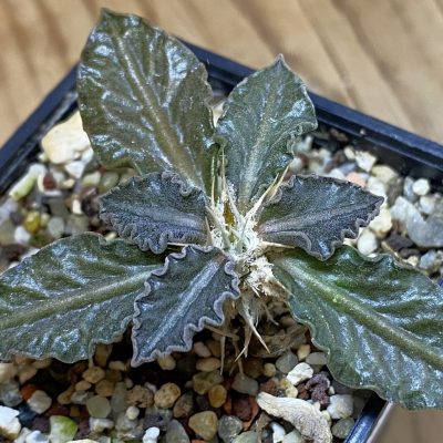 SH36754 Euphorbia tulearensis hybrid