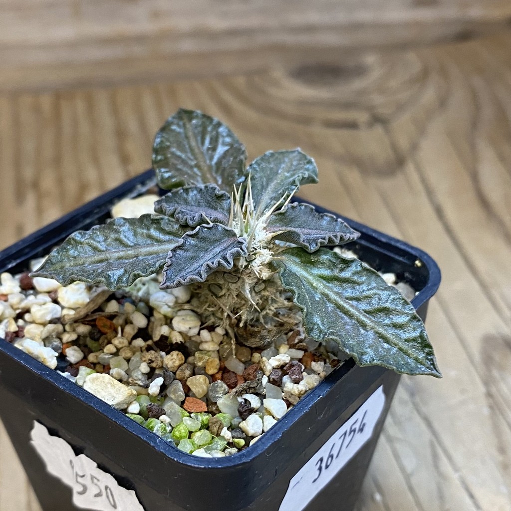 SH36754 Euphorbia tulearensis hybrid – Bild 2