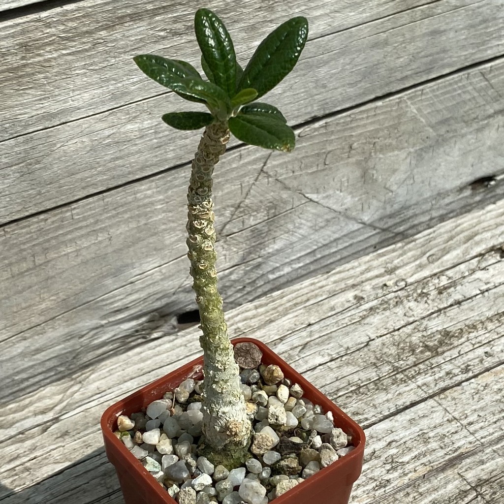 SH36699 Dorstenia gigas – Bild 2