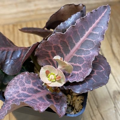 SH36756 Euphorbia francoisii hybrid