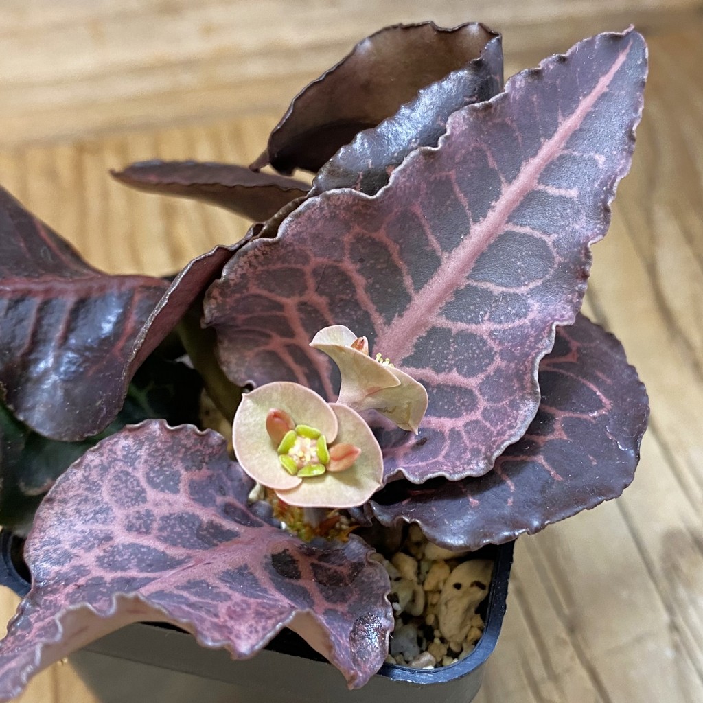 SH36756 Euphorbia francoisii hybrid