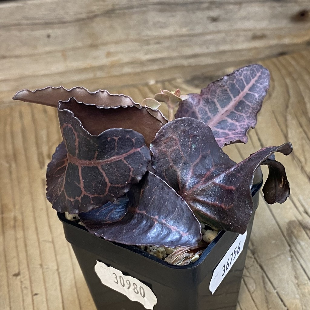 SH36756 Euphorbia francoisii hybrid – Bild 2