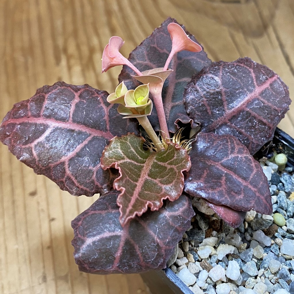 SH36757 Euphorbia francoisii hybrid