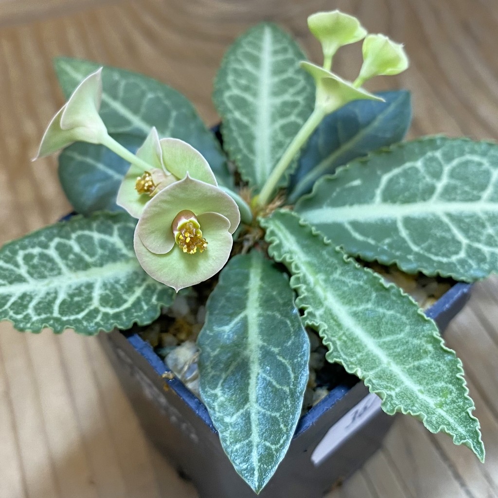SH36758 Euphorbia francoisii hybrid