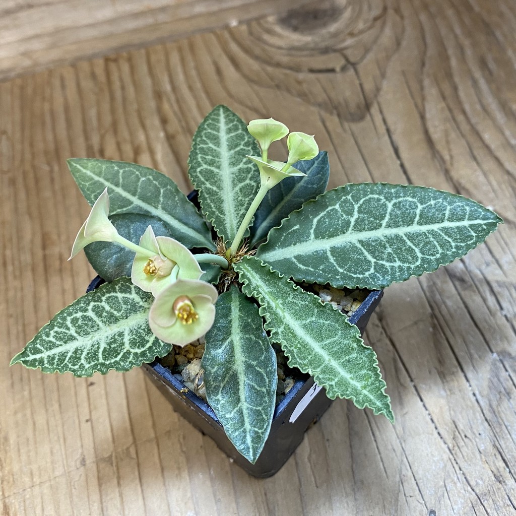 SH36758 Euphorbia francoisii hybrid – Bild 2