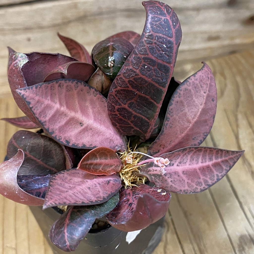 SH36759 Euphorbia francoisii hybrid