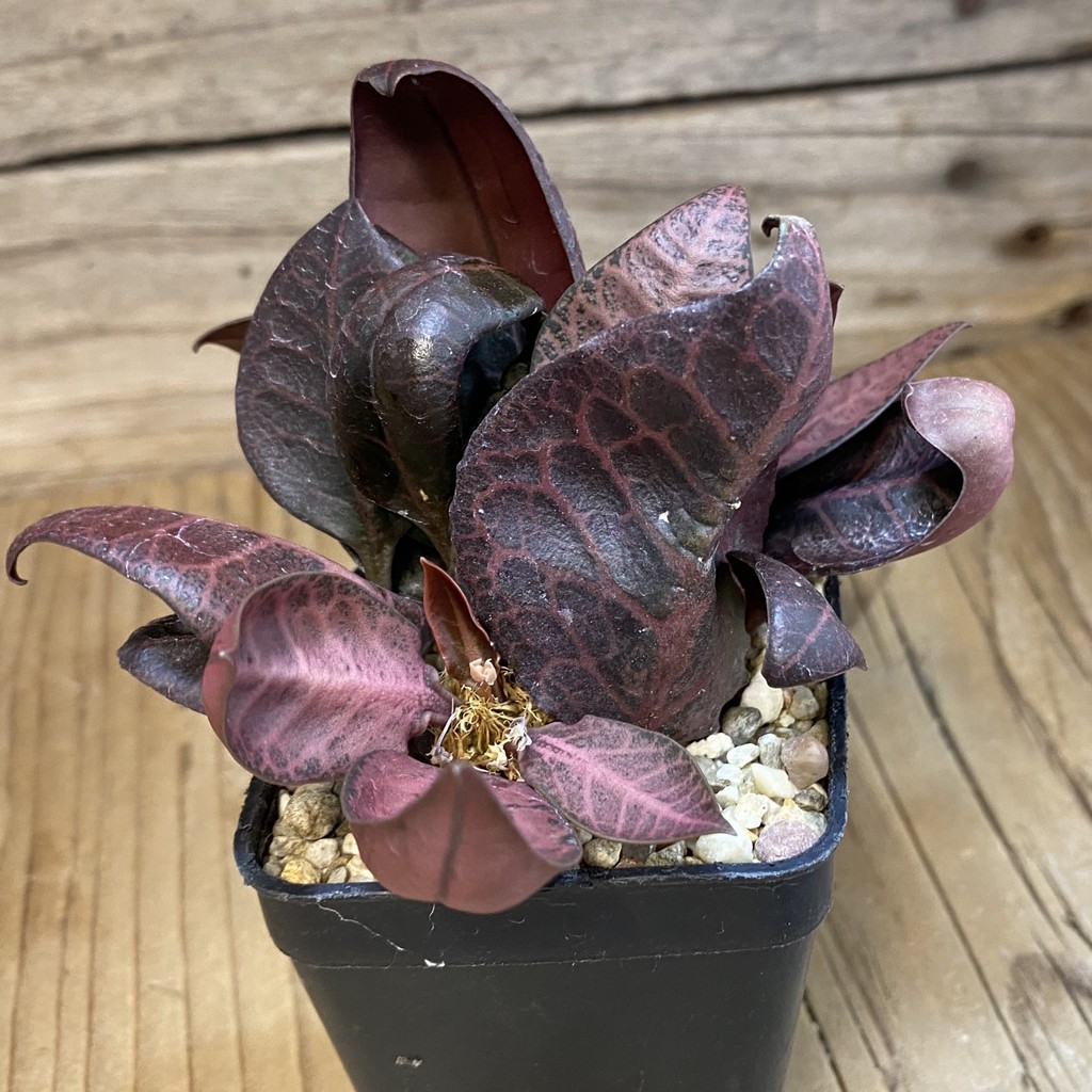 SH36759 Euphorbia francoisii hybrid – Bild 2