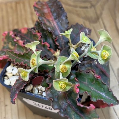 SH36760 Euphorbia francoisii f. variegata