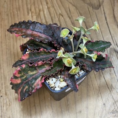 SH36760 Euphorbia francoisii f. variegata