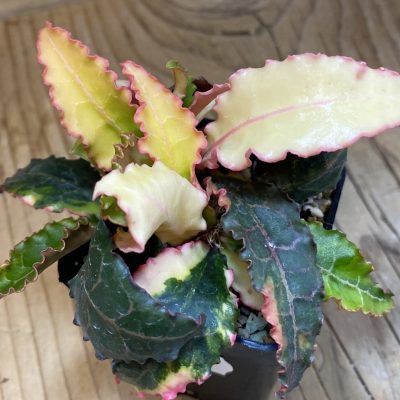 SH36761 Euphorbia francoisii f. variegata
