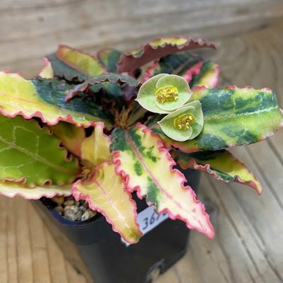 SH36762 Euphorbia francoisii f. variegata