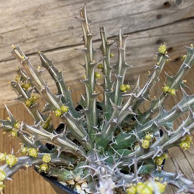 SH36764 Euphorbia furcata