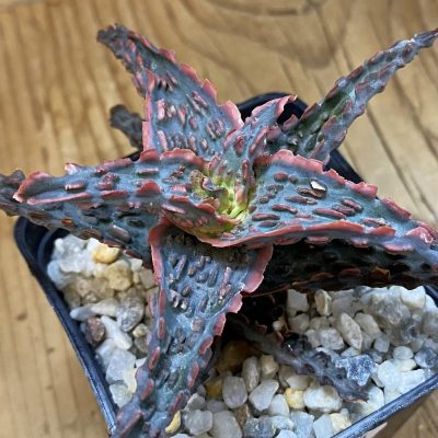 SH36765 Aloe TCT hybrid