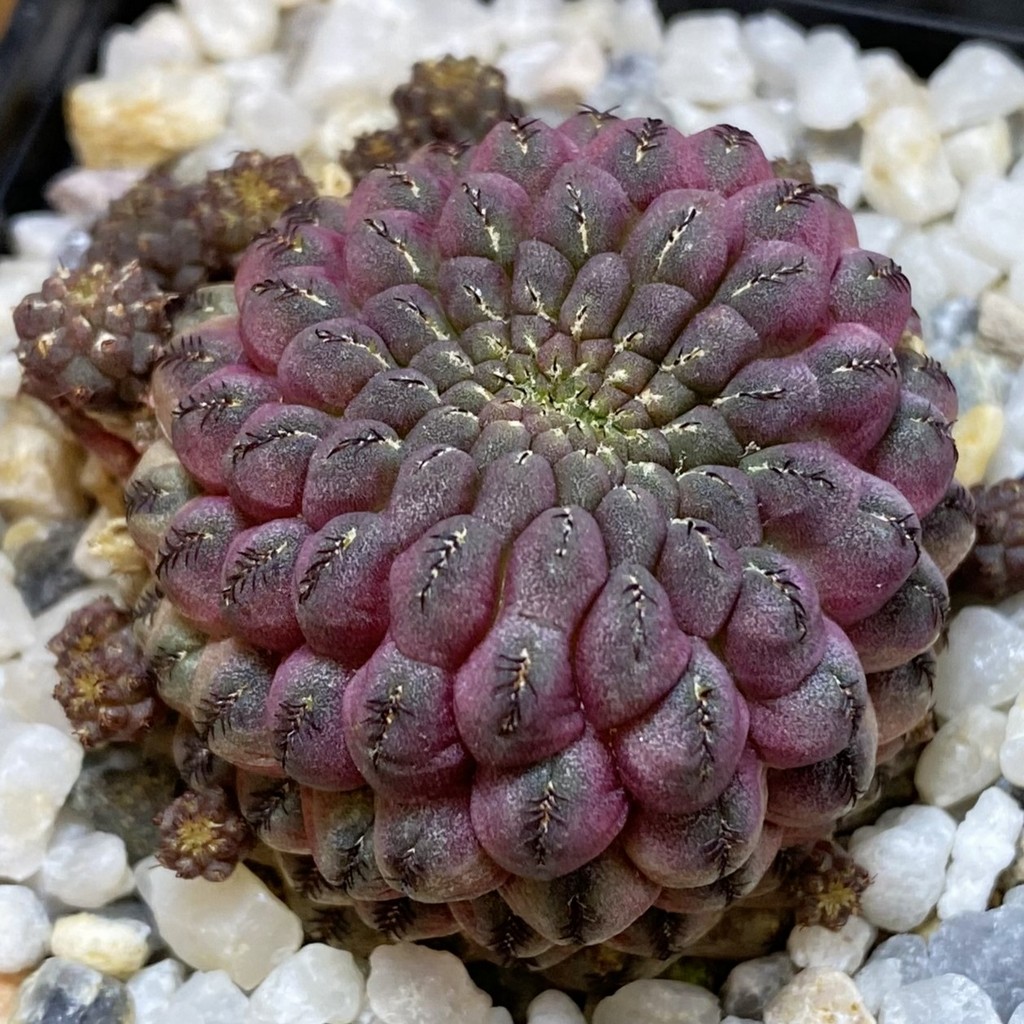 SH36767 Sulcorebutia rauschii