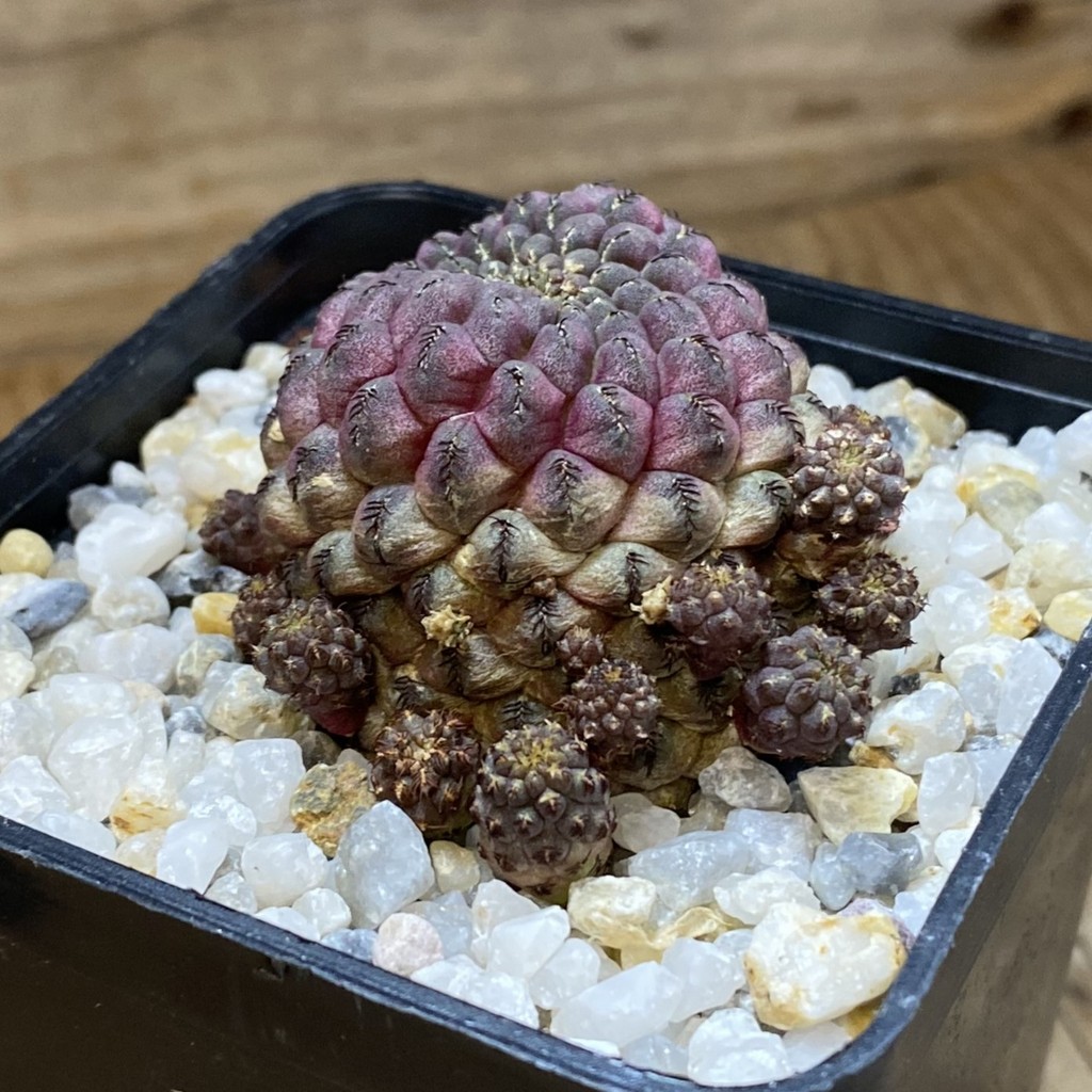 SH36767 Sulcorebutia rauschii – Bild 2