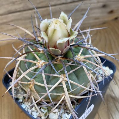 SH36768 Gymnocalycium armatum VOS 74, 14 years old