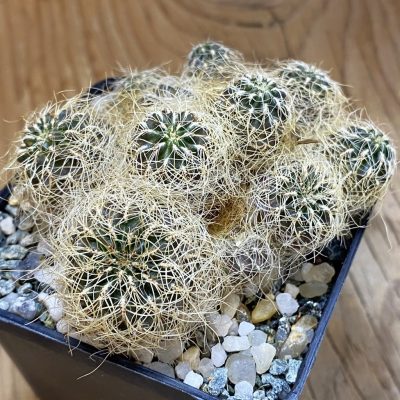 SH36770 Sulcorebutia patriciae, 8 years old