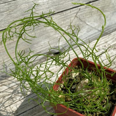 SH36701 Bowiea volubilis