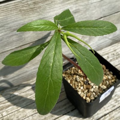 SH36702 Dorstenia psilurus ES22577 -Kipili, Tanzania-
