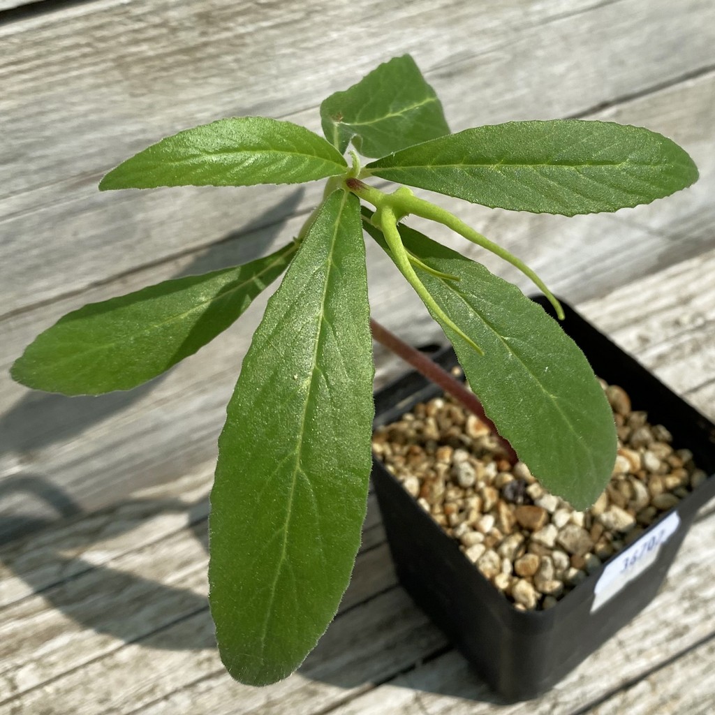 SH36702 Dorstenia psilurus ES22577 -Kipili, Tanzania-