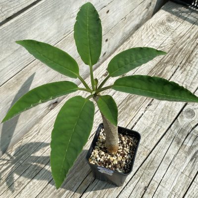 SH36704 Euphorbia ankarensis