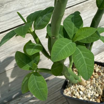 SH36705 Euphorbia heterodoxa