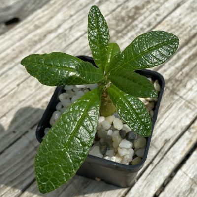 SH36707 Dorstenia gigas