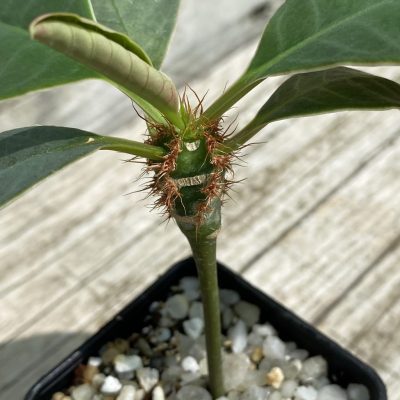 SH36708 Euphorbia neohumbertii