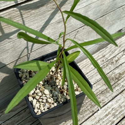 SH36694 Ipomoea lapathifolia ES 21259