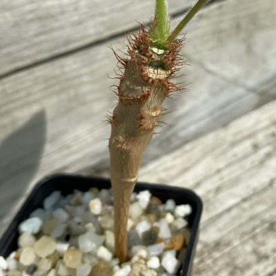 SH36709 Euphorbia iharanae