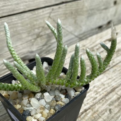 SH36710 Avonia vespertina 04/25