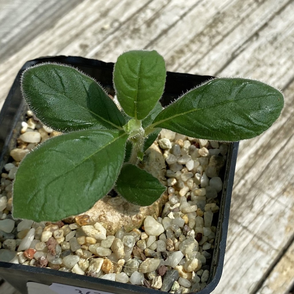 SH36713 Dorstenia benguellensis