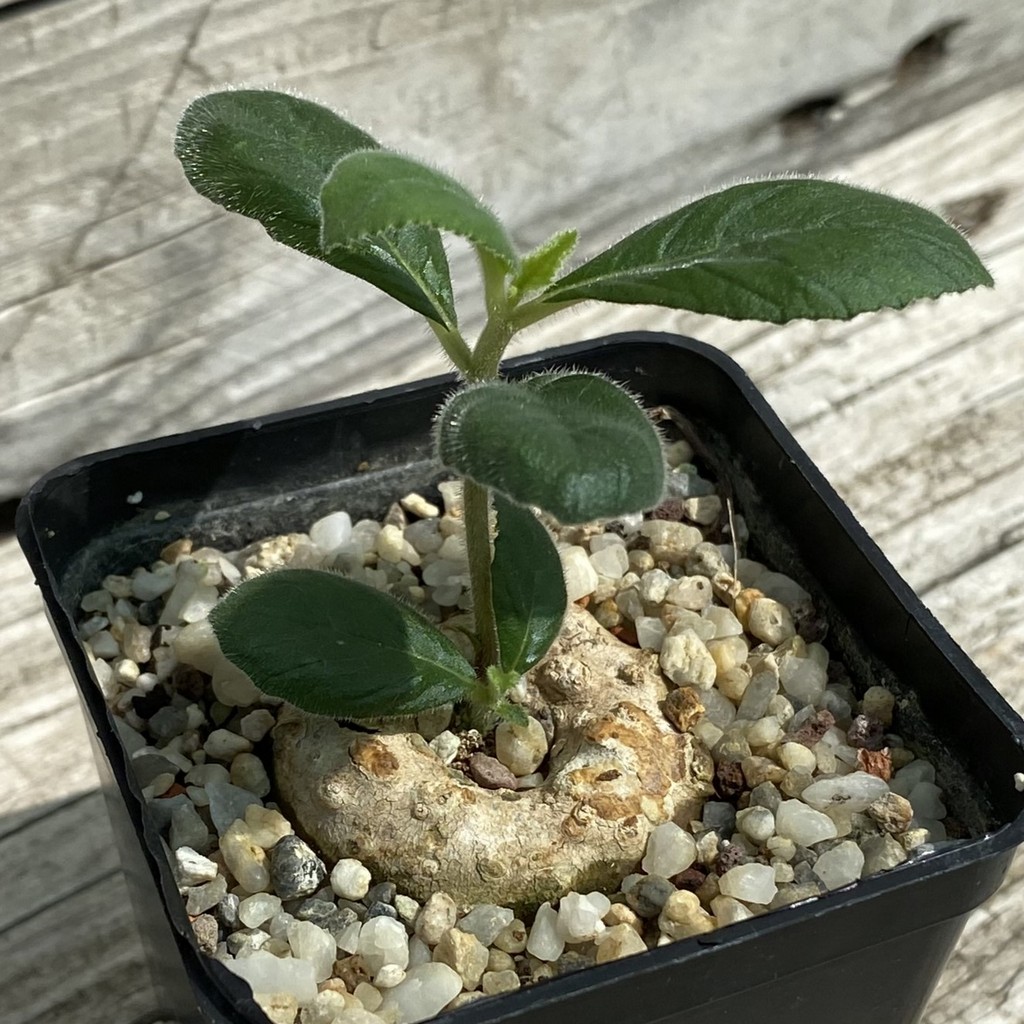 SH36713 Dorstenia benguellensis - Image 2