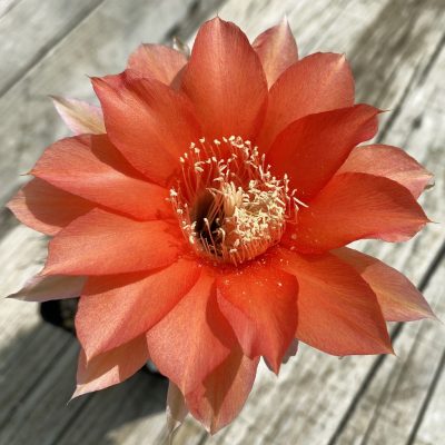 SH36772 Echinopsis hybrid, seedling