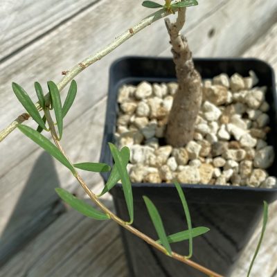 SH36774 Euphorbia bongensis