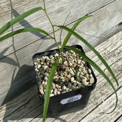 SH36695 Ipomoea lapathifolia ES 21259