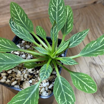 SH36717 Euphorbia spannringii 'Fish Bone'