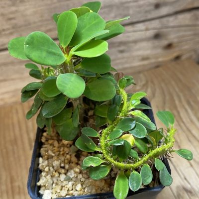 SH36718 Euphorbia milii f. cristata