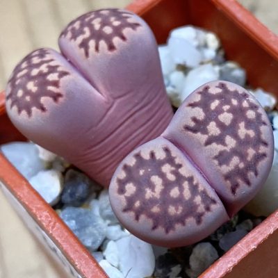 SH36788 Lithops salicola 'Sato's Violet' hybrid