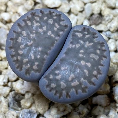 SH36833 Lithops salicola v. reticulata