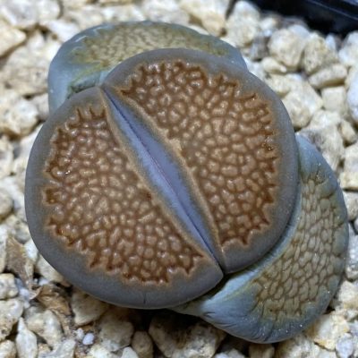 SH36834 Lithops hallii L 48-64 ex Neumenn