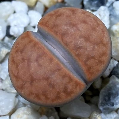 SH36835 Lithops karasmontana -Grünau-
