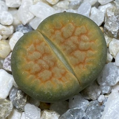 SH36836 Lithops hookeri 'Aubarede' C38A